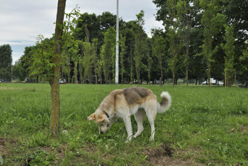 cane al parco